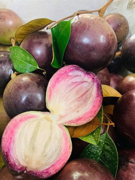 Vú sữa tím Lò rèn 2