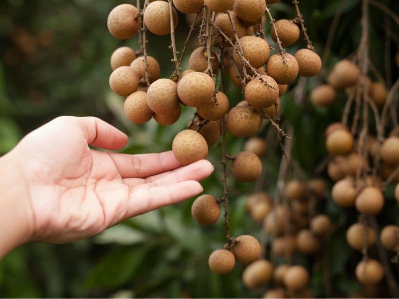Nhãn Thái 3