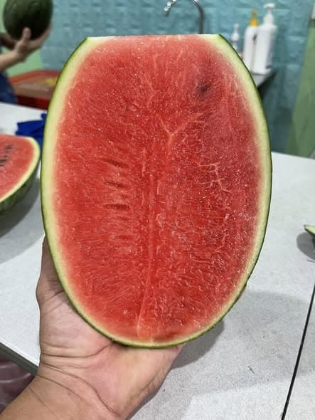 Dưa hấu dé Ninh Thuận 5