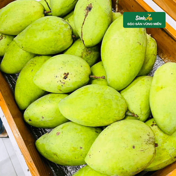 Xoài cát Hòa Lộc Ninh Thuận 3