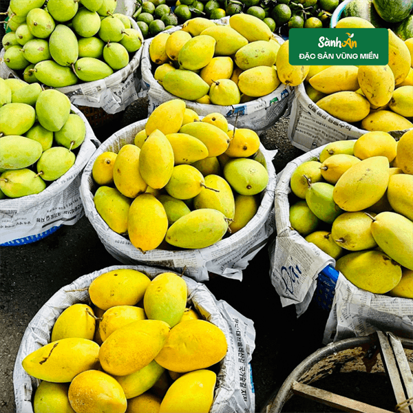 Xoài cát Hòa Lộc Ninh Thuận