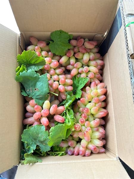 Nho Hồng Nhật Ninh Thuận 4