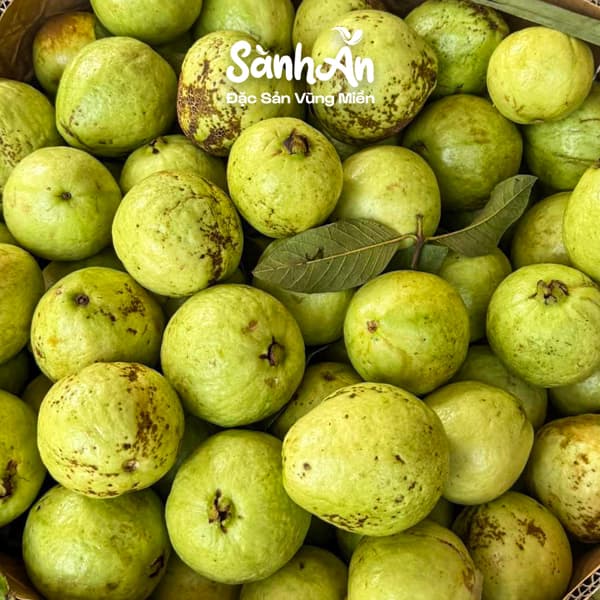 Ổi đồi Nghệ An