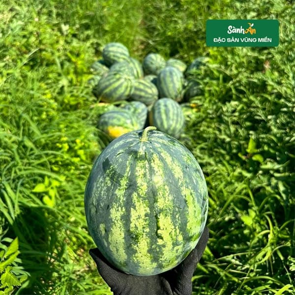 Dưa hấu mini bãi bồi Sông Lam 4