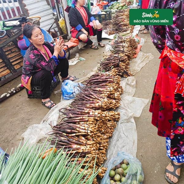 Ngó khoai Tủa Chùa Điện Biên 2