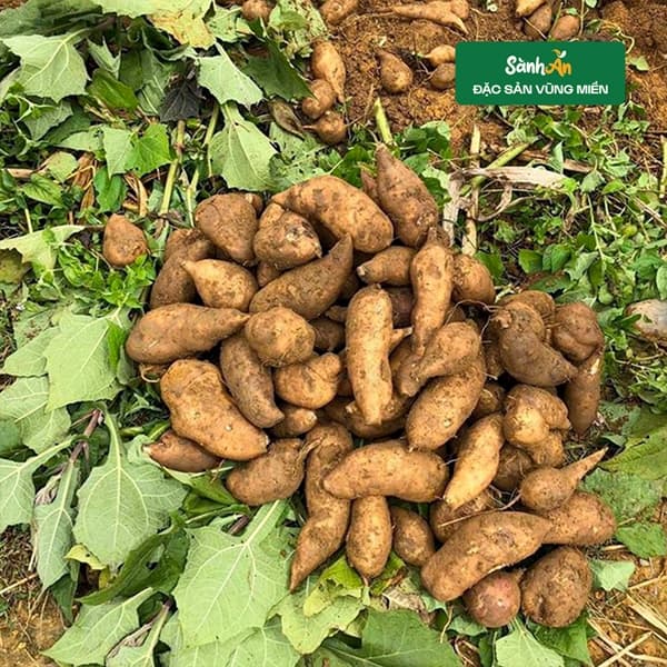Sâm đất Điện Biên 4