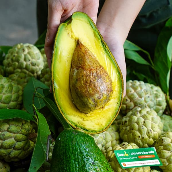 Bơ sáp ông Tĩnh Đà Lạt 4