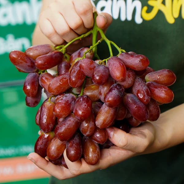 Nho đỏ ruby 3
