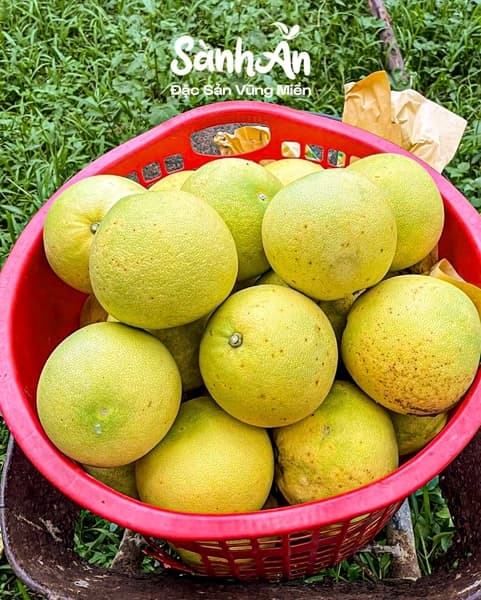 Combo 10 quả bưởi Phúc Trạch 3