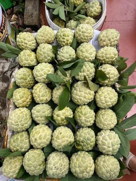 Combo 5kg Na Chi Lăng size 5-6 2