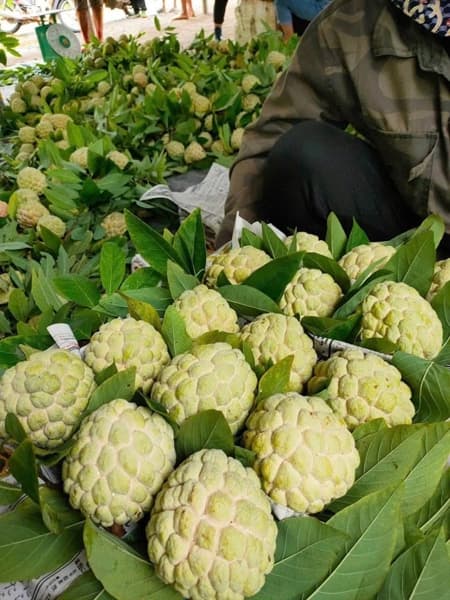 Combo 5kg Na Chi Lăng size 5-6 4